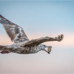 Jane Hibbert, Herring Gull Opening Clam
