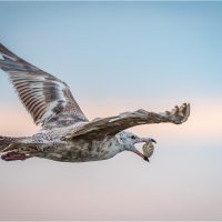 Jane Hibbert, Herring Gull Opening Clam