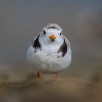 Piping Plover Approaching Through The Dunes, by Jane Hibbert Piping Plover Approaching Through The Dunes, by Jane Hibbert