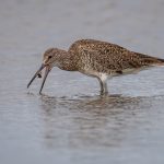 Willet Tossing a Crab, by Jane Hibbert Willet Tossing a Crab, by Jane Hibbert
