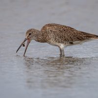 Willet Tossing a Crab, by Jane Hibbert Willet Tossing a Crab, by Jane Hibbert