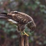 Buzzard with kill, by Justin Anstead Buzzard with kill, by Justin Anstead