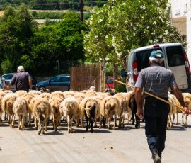 Sheepjam