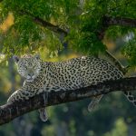 Jaguar Resting on Tree Branch, by Thinesh Thirugnanasampanthar Jaguar Resting on Tree Branch, by Thinesh Thirugnanasampanthar