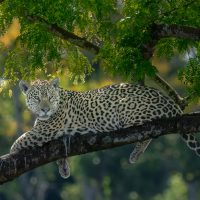 Jaguar Resting on Tree Branch, by Thinesh Thirugnanasampanthar Jaguar Resting on Tree Branch, by Thinesh Thirugnanasampanthar