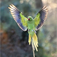 Backlit Parakeet by Wendy Almond Backlit Parakeet by Wendy Almond