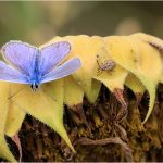 Common Blue meets Bug, by Wendy Almond Common Blue meets Bug, by Wendy Almond