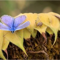 Common Blue meets Bug, by Wendy Almond Common Blue meets Bug, by Wendy Almond