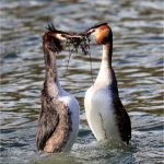 Great Crested Grebes Courtship, by Wendy Almond Great Crested Grebes Courtship, by Wendy Almond