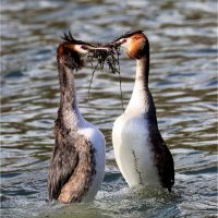 Great Crested Grebes Courtship, by Wendy Almond Great Crested Grebes Courtship, by Wendy Almond