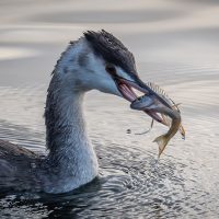 Great-crested Grebe with Perch, by Mike Tibbotts Great-crested Grebe with Perch, by Mike Tibbotts