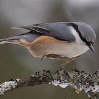Nuthatch about to land, by Annie Fluke Nuthatch about to land, by Annie Fluke