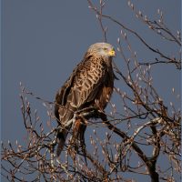 Red kite moments before the storm, by Heather Seaton Red kite moments before the storm, by Heather Seaton