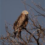 Red kite moments before the storm, by Heather Seaton Red kite moments before the storm, by Heather Seaton