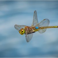 Vagrant Emperor in Flight, by Jane Hibbert Vagrant Emperor in Flight, by Jane Hibbert