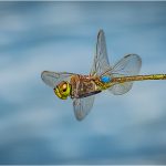 Vagrant Emperor in Flight, by Jane Hibbert Vagrant Emperor in Flight, by Jane Hibbert