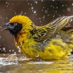 Weaver Taking a Bath, by Jane Hibbert Weaver Taking a Bath, by Jane Hibbert