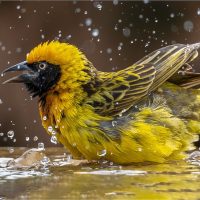 Weaver Taking a Bath, by Jane Hibbert Weaver Taking a Bath, by Jane Hibbert
