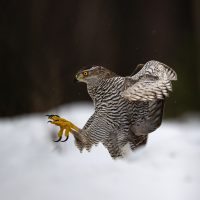 Goshawk Strike, by Richard Sheldrake