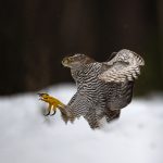 Goshawk Strike, by Richard Sheldrake