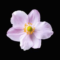 Japanese anemone, by Mike Moorwood