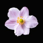 Japanese anemone, by Mike Moorwood