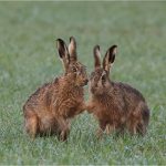 The March Hare's Courtship, by Wendy Almond