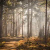 Dorking_02_Woodland Track, by Richard Knapp LRPS