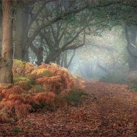 Dorking_03_Woodland Glade, by Bob Ede