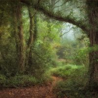Dorking_05_Enchanted Wood, by Stuart Burch