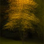 Runner-up "Autumn Gold" by Emma Rowland