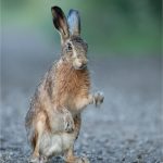 Hare Shaking Dew from his Paws