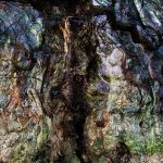 Tree Friend, by Karen Hall