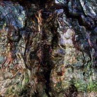 Tree Friend, by Karen Hall
