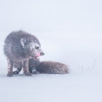 Blue Morph Arctic Fox in Frozen Silence, by Thinesh Thirugnanasampanthar