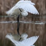 An Egret Preening, by Wendy Almond