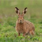 2nd Place, "The Hare", by Wendy Almond