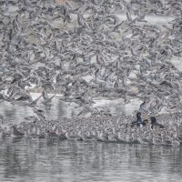 "Oystercatchers in a sea of Knot" by Mike Tibbotts