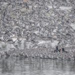 "Oystercatchers in a sea of Knot" by Mike Tibbotts