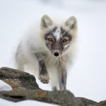 "Arctic Fox approaching" by Richard Sheldrake