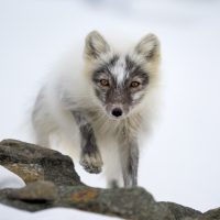 "Arctic Fox approaching" by Richard Sheldrake