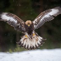 "Golden Eagle on Approach" by Thinesh Thirugnanasampanthar