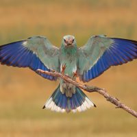 "Roller with wings spread", by Annie Fluke