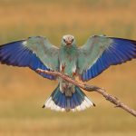 "Roller with wings spread", by Annie Fluke
