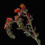 "Succulent" by Mike Moorwood