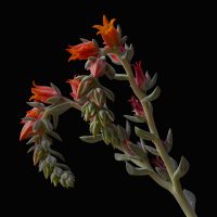 "Succulent" by Mike Moorwood