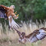 "Red Kite descending on the Buzzard" by Wendy Almond