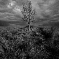 Highly Commended_Emma Rowland_Lone Tree